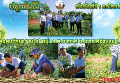 ปลูกต้นไม้